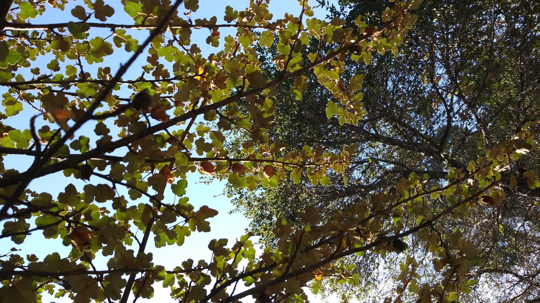 Fremontia, a California native on Campus