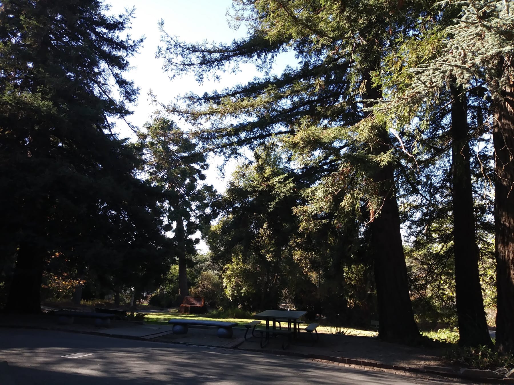 Heritage Evergreens.jpg